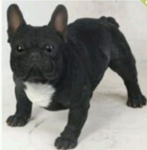 Standing French Bulldog