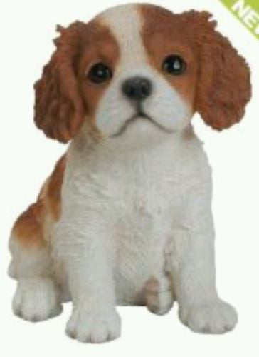 Sitting King Charles Puppy