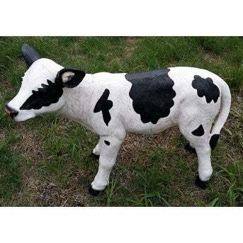 70cm Calf Walking