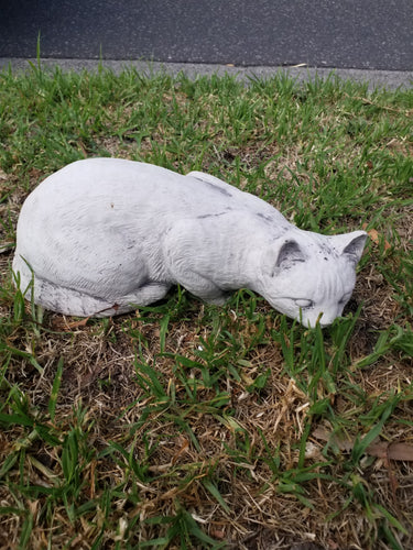 Sitting cat