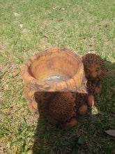 Echidna pot