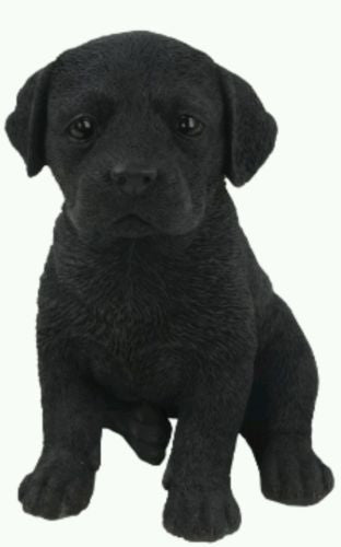 Sitting Labrador Puppy