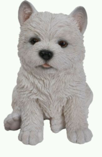 Sitting West Highland Puppy