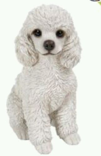 Poodle Puppy