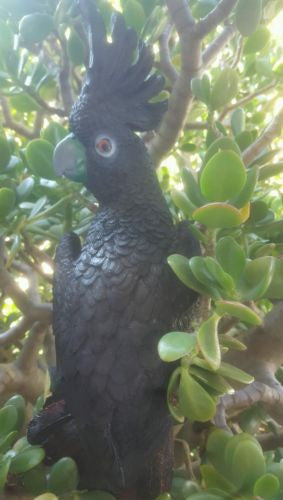 Cockatoo Black Wall Hanging