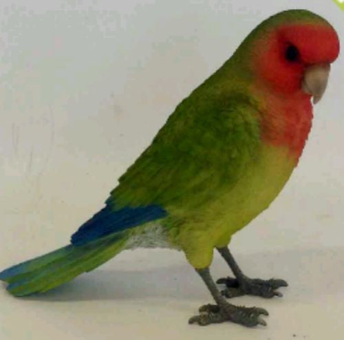 Standing Bird Parakeet