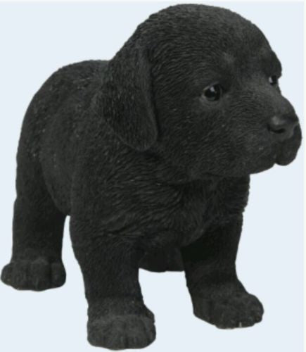 Standing Labrador Puppy