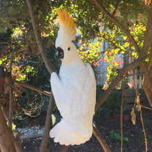 Cockatoo Bird Hanging White