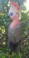 Cockatoo Pink Hanging Bird
