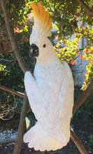 Cockatoo Bird Hanging White