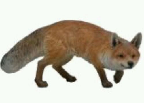 Prowling Large Fox