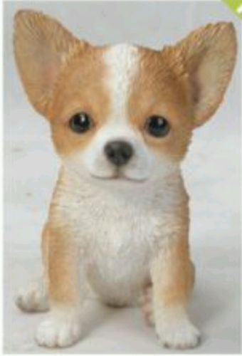 Sitting Chihuahua Puppy