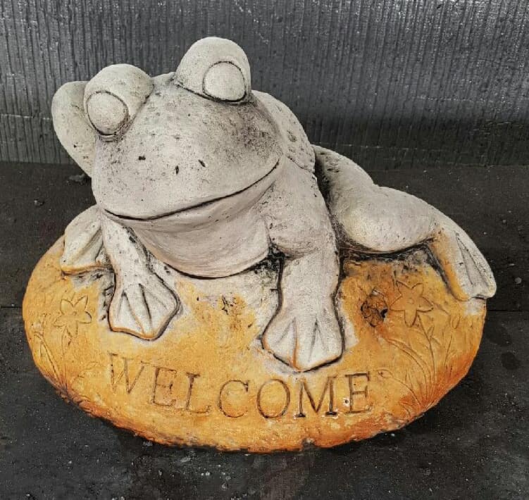 Welcome Frog On Rock