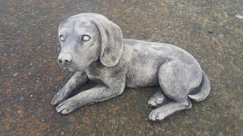 Sitting Dashound Dog
