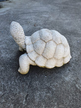 20cm Standing Turtle