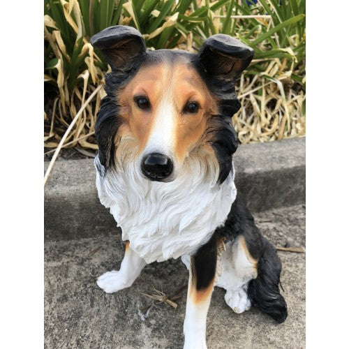 50cm Sitting Collie Dog