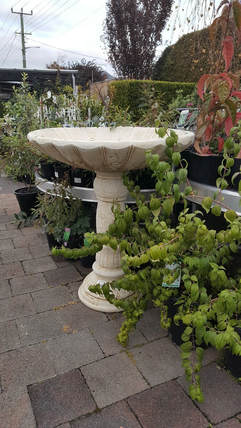 Tall Garden Bird Bath Concrete
